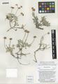 Eriogonum corymbosum Benth. var. heilii Reveal