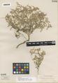 Astragalus alvordensis M.E. Jones