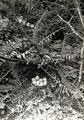 Nest and eggs of Mountain Quail