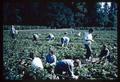 Harvesting strawberries, circa 1968