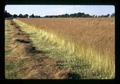 Bluegrass field on Kropf farm near Harrisburg, Oregon, circa 1970