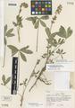 Lupinus burkei S. Watson ssp. caeruleomontanus Dunn & Cox