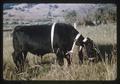 Black steer with collection pouch around neck in pasture, 1965