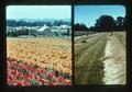 Composite slide of lily farm and bluegrass field, 1975