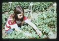 Kid picking strawberries, circa 1973