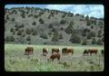 Beef cattle in range pasture along highway, Oregon, 1975