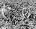Two young boys picking strawberries, Salem, Oregon