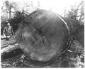 Large log cut by the Warren Spruce Co.