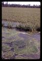 Closeup of algae pollution near Shedd, Oregon, circa 1970