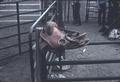 Rodeo Association Bronc Saddle at Baker Rodeo