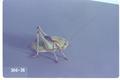 Anabrus longipes (Shieldbacked grasshopper / Shieldbacked cricket)