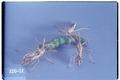 Sinea diadema (Spined assassin bug)