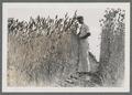 Man inspecting wheat field