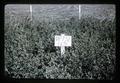 Perennial ryegrass in alfalfa with 1.6 lb/acre DP732 herbicide application in Yakima loamy sand, Mission, Oregon, 1966