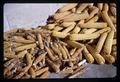 Poor and good corn ears for cattle feeding experiment, Malheur Experiment Station, Ontario, Oregon, circa 1951