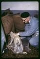 Paul Weswig assisting lamb at nursing ewe, Oregon State University, Corvallis, Oregon, circa 1970