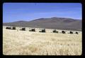 Eight combines harvesting barley, Hawkins Ranch, Umatilla County, Oregon, circa 1970