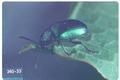Gastrophysa cyanea (Green dock beetle)