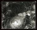Bird nest and eggs
