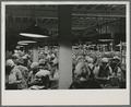 Canning night shift at the Olympia Canning Co., 1939