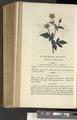 A New Family Herbal or Familiar Account of the Medical Properties of British and Foreign plants also their uses in Dying and the Various Arts arranged according to the Linnaean System [p542]