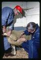 Dr. Otto Herbert Muth (right) injecting selenium in ewes, Oregon State University, Corvallis, Oregon, circa 1965