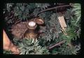 Water gauge for drip irrigation in blackberries, North Willamette Experiment Station, Aurora, Oregon, circa 1973