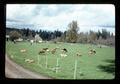 Cattle, Oregon, circa 1972