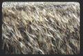 Grain fields, and haying, Southern Oregon