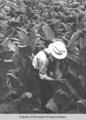 Robert Shook, New Found Creek, N.C. Farmer.