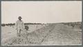 Farmer in pasture, 1913