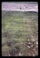 Closeup of grasses at Central Oregon Branch Experiment Station, circa 1965