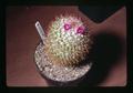 Mammillaria sp. cactus grown by Bob Newton, Corvallis, Oregon, circa 1973