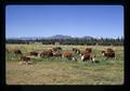 Hereford cattle, Oregon, circa 1972