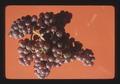 Flora wine grapes, Oregon, 1974