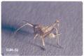 Neduba convexa (Shieldbacked grasshopper)