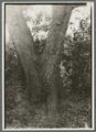 Pyrus betulaefolia pear tree