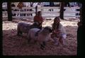 4-H lamb competition winners at Wasco County Fair, Tygh Valley, Oregon, August 22, 1969