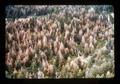 Aerial view of damaged trees in forest, Oregon, 1976