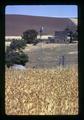 Windmill and abandoned farmhouse, Sherman County, Oregon, 1974