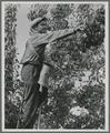 Pear picker near Medford, Oregon