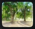 Oak and Spanish Moss in Louisiana