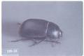 Coniontis regularis (Darkling beetle)