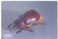 Pleocoma dubitalis (Rain beetle)