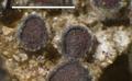 Acarospora nodulosa