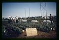 Bush bean irrigation tests, circa 1965