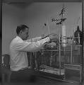 Faculty with white rat used in rocket fuel experiment at the Science Research Institute, 1964