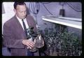 Walt Mellenthin examining mildewed pear seedlings, Mid-Columbia Branch Experiment Station, Oregon State University, Hood River, Oregon, circa 1965