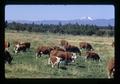 Hereford cattle, Oregon, circa 1972