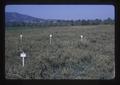 Alfalfa seed field, Malheur County, Oregon, September 1967
